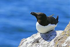 Razorbill